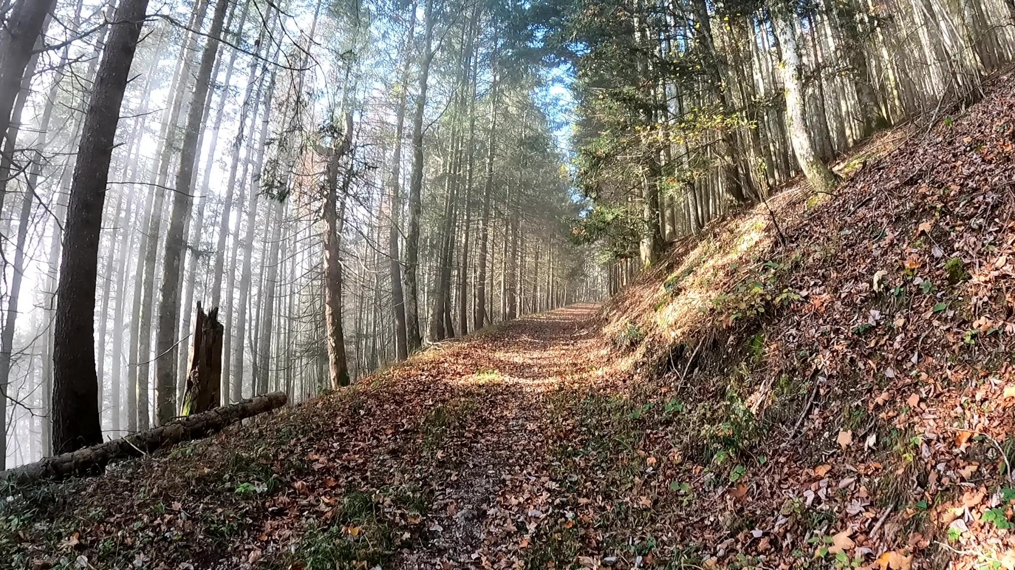 Dans le forêt au-dessus de Lignerolle